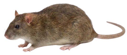 Rat